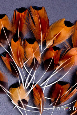 Pluimenblaadjes - 6-9 cm - natuur